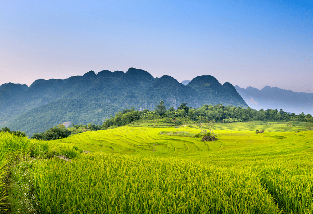 Golden rice terraces during harvest season in Pu Luong Nature Reserve (Source: Canva)
